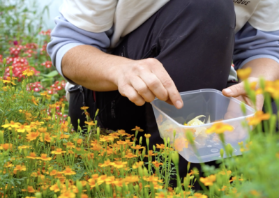 Slow Flowers Belgique